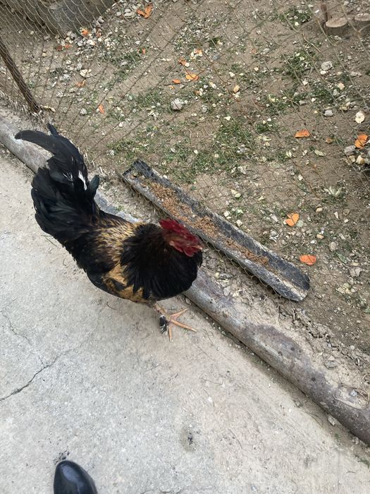 Продам петух молодой