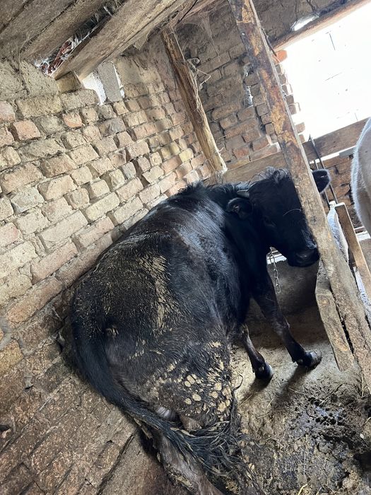 Телка породистая