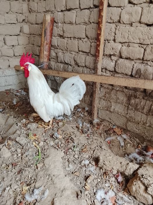 Қораз сатылады..