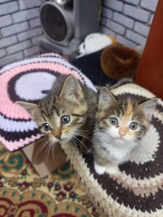 Отдам даром котят