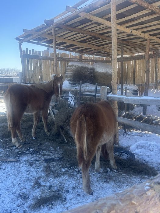 Лошади жеребята