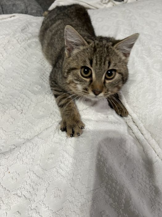 Отдам котенка мальчика