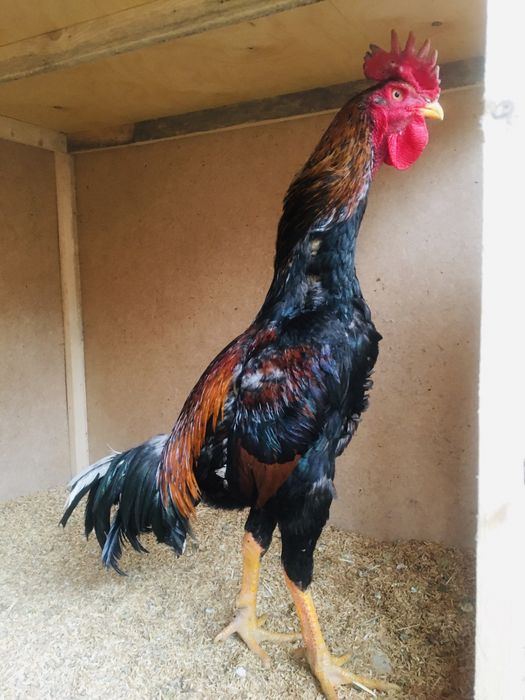 Qirqdan oshgan ayollar bilan jinsiy aloqa