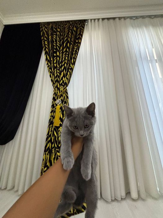 кошки скоттш страйт