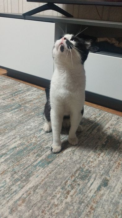 Котик полушотландец. В добрые руки