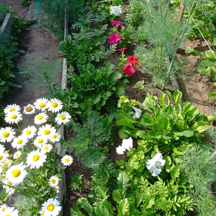 Прода м дачу сад Южной