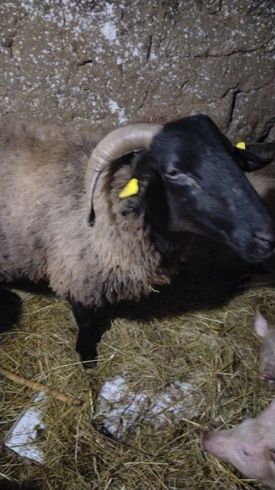 Vând tot ce se vede 35 mil .