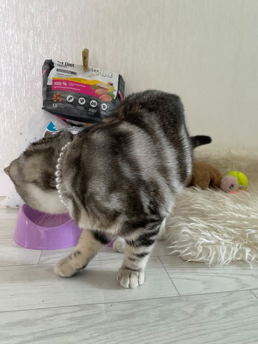 Отдам кошечку в добрые руки