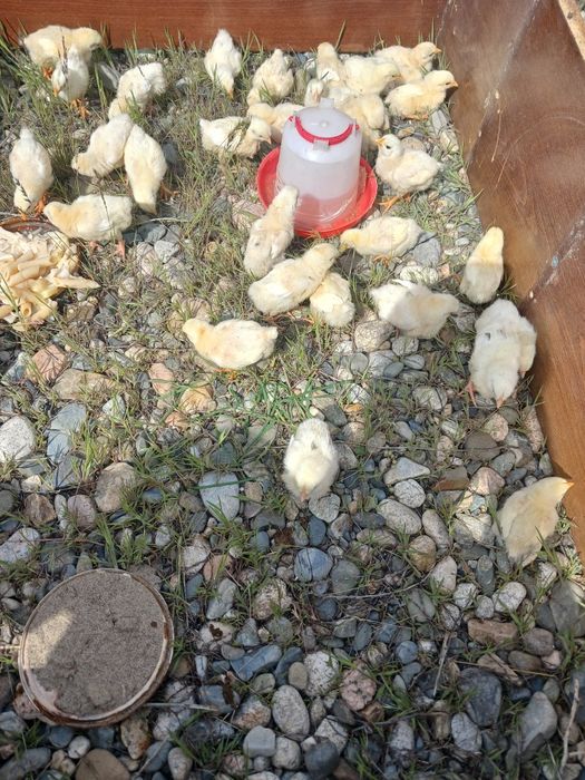 Продам цепляет Атлер