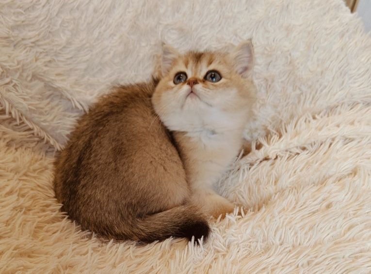 Котята Шиншиллы Британские