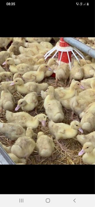 Boboci de rata pui alb si rasa mixta