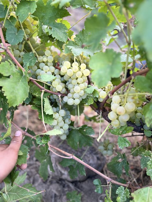 Vand struguri de vin 2026