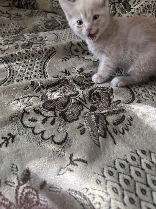 Отдам котят 2 мальчика