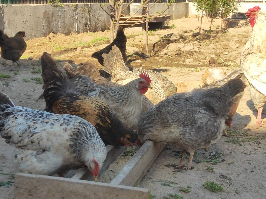 Тауыктар сатылады срочно