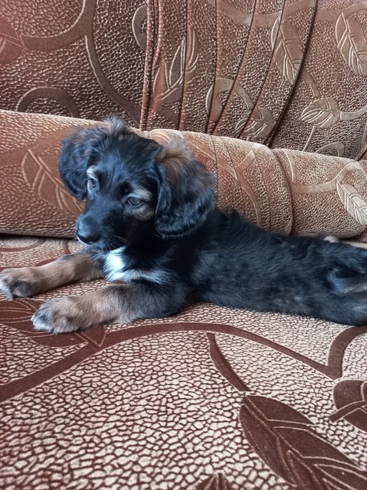 Отдам щенка девочку