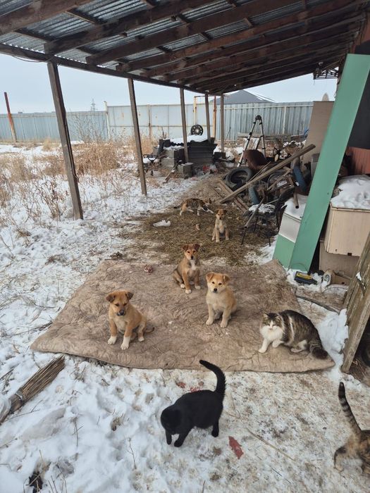 Пришли сами 4 щенка, отдаем