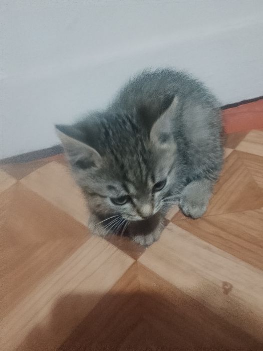 Отдаем котят в хорошие руки