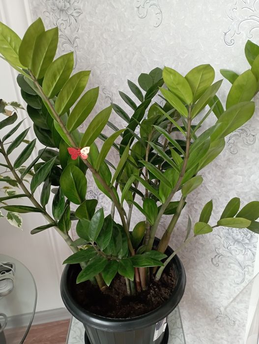 Цветы домашние, очень красивые