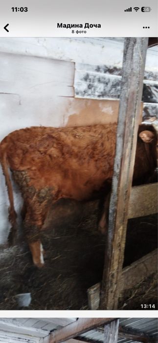 Продам телку стоит на откорме городе петропавловске