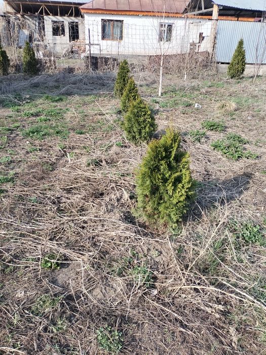 Туи смаракта пирамида не дорого