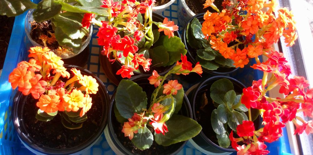 Цветы комнатные  коланхоэ и Герань