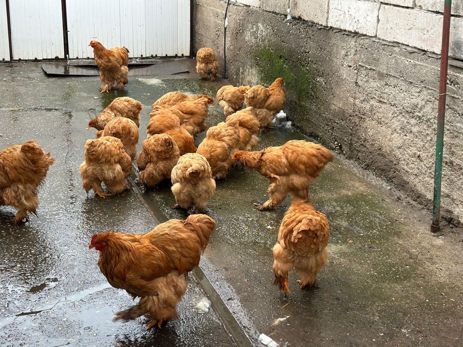 De vânzare gaini cochinchina urias galben