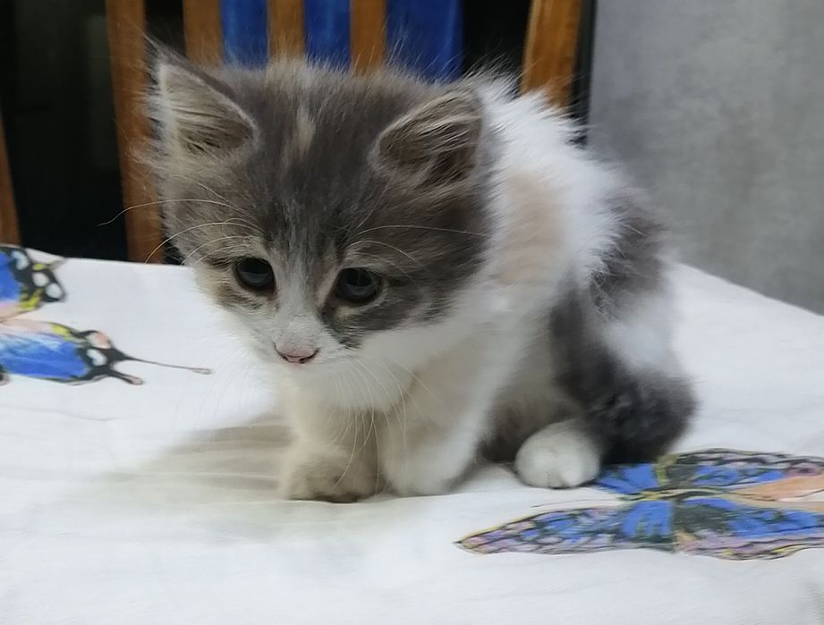 Отдам кошечку в добрые руки