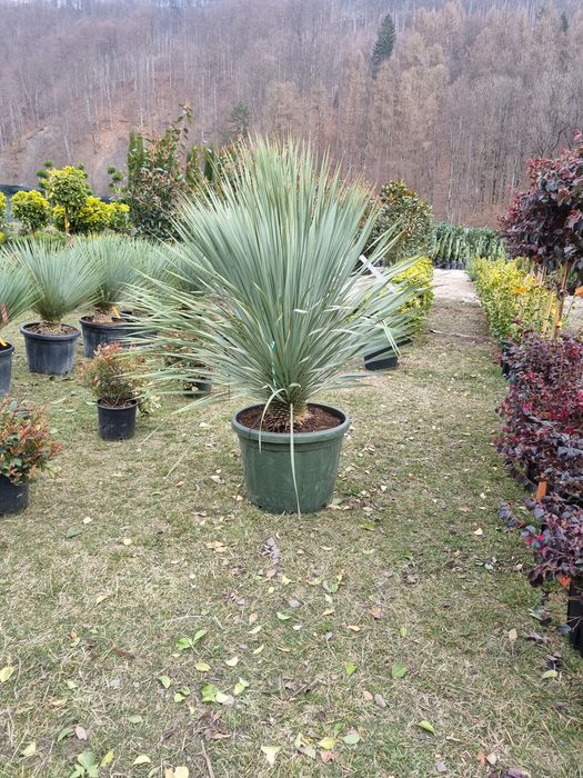 Yucca rostrata albastră