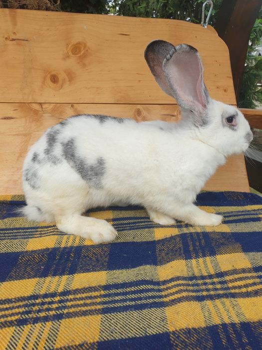Vand iepuri,femela si mascul,mari si mici,femela cu pui