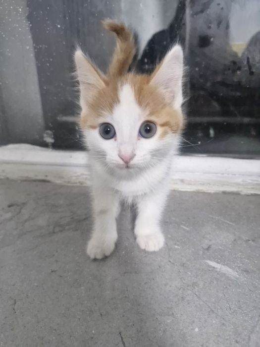 Милый котенок ищет дом