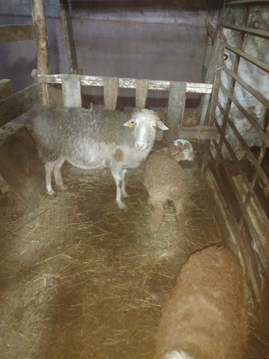 Продам баранов и овец