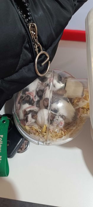 Млади мишки панда