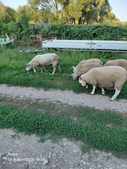 Oi berbec texel 12 bucati