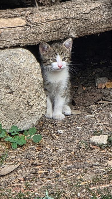 Pisicute spre adoptie