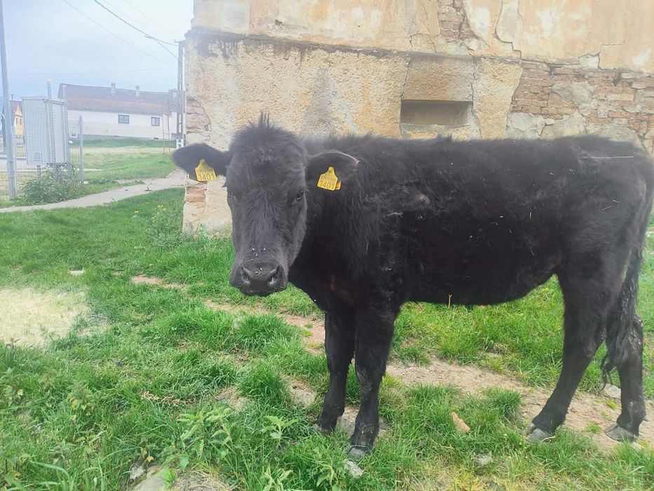 Vând vitea angus