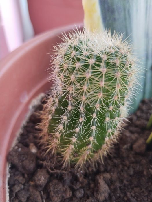 Продам отросток кактуса