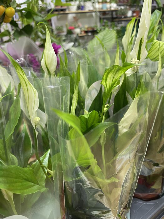 Комнатные растения