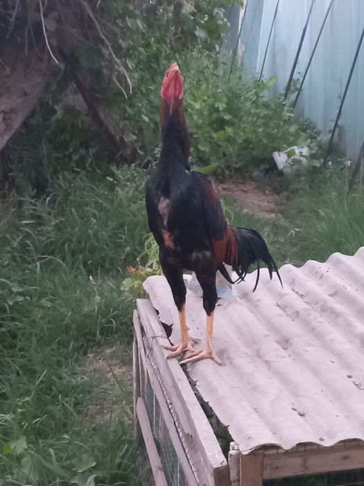 Срочно сотилади хўрозча