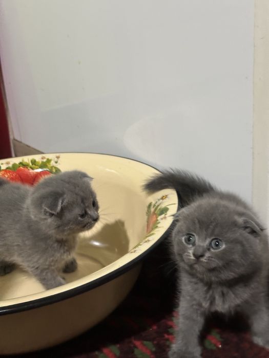 Скотиш фолд котята