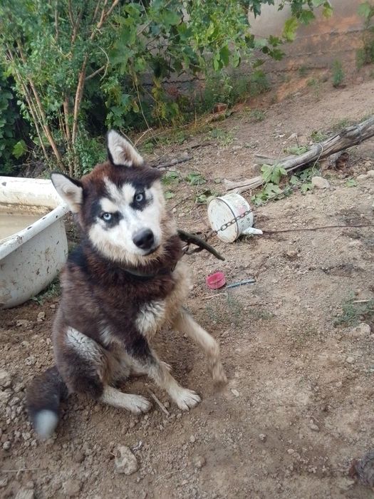Хаски шенок продам