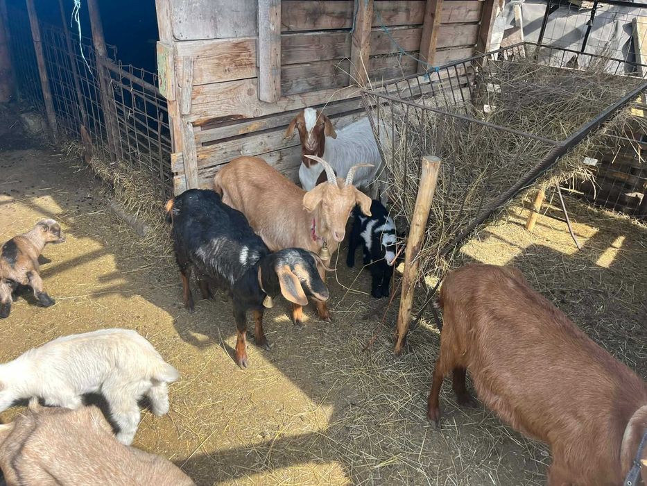 Vând capre tinere cu iezi