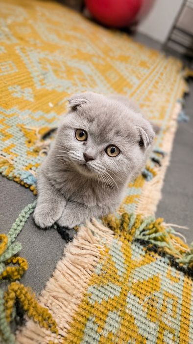 British scottish fold lila