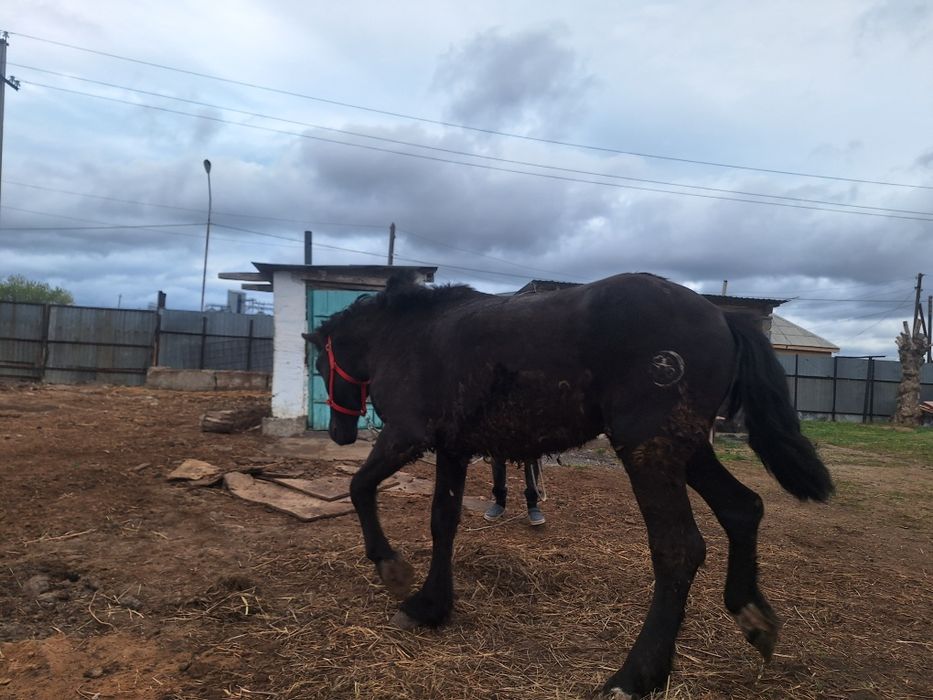 2 жаска енді толған құнан сатылады