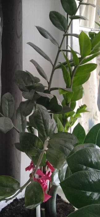 Долларовое дерево