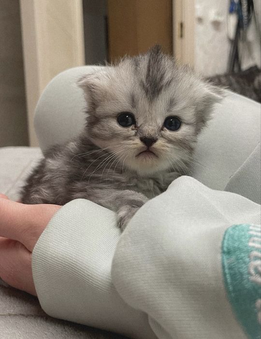 Котята Шиншилята