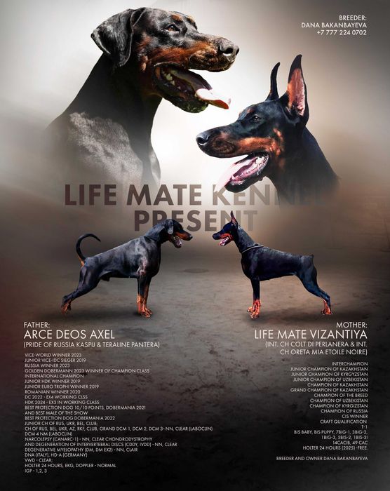 Щенок добермана с отличной родословной.