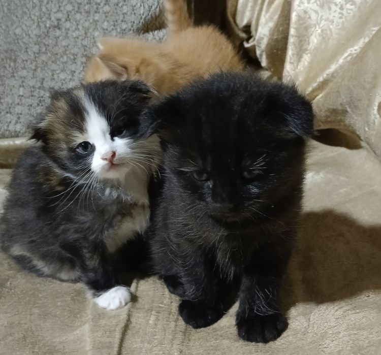 Котята вислоухие отдам в хорошие руки, Mushuk bolalari