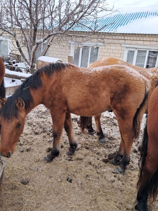 Еркек жабак сатылады