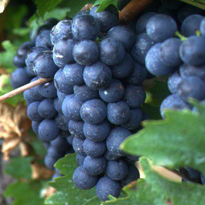 Vita De Vie (Soiuri De Masa Negri  )