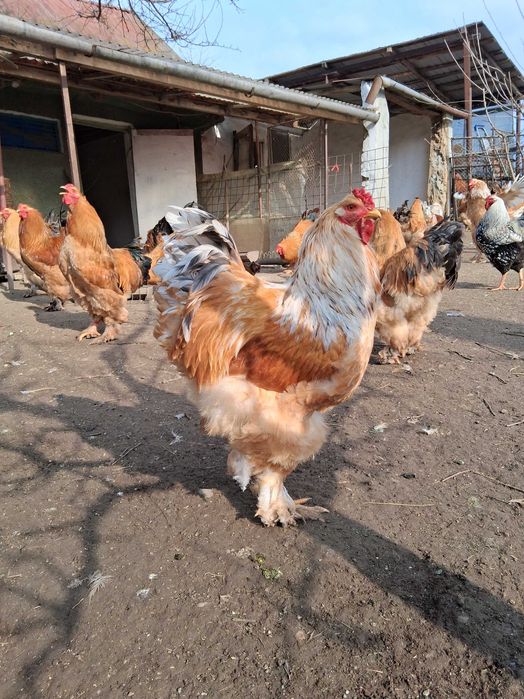 Cocoși brahma de vanzare